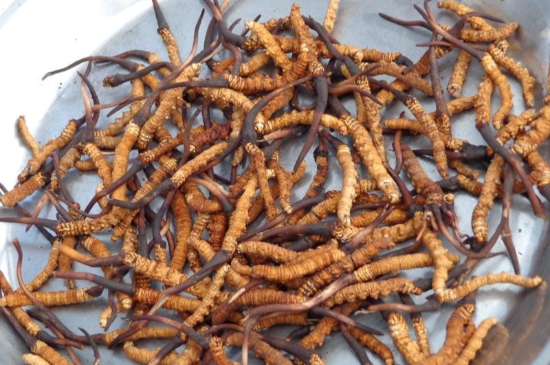 किन घट्दै छ बहुमूल्य जडीबुटी ?